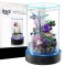  Desktop Small Fish Tank | Maintenance-Free, Year-Round Pure Water 12*20cm